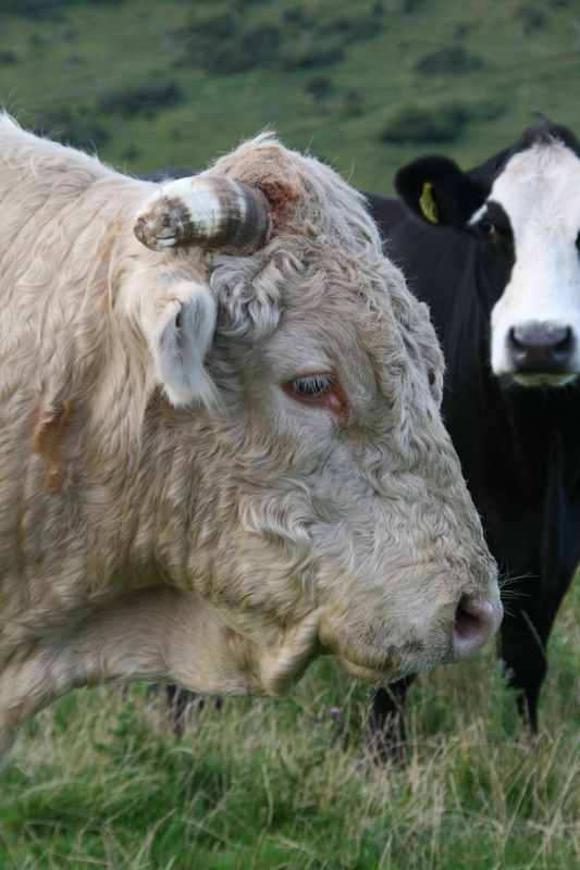 Nieuw-Zeeland 2011 - 1874